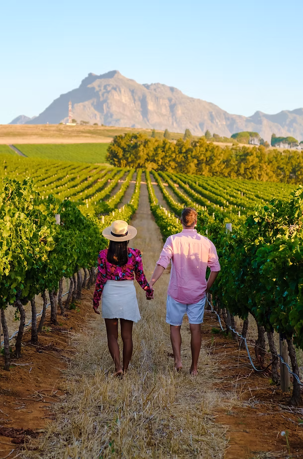 Vineyard landscape